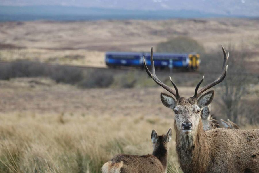 Red Deer