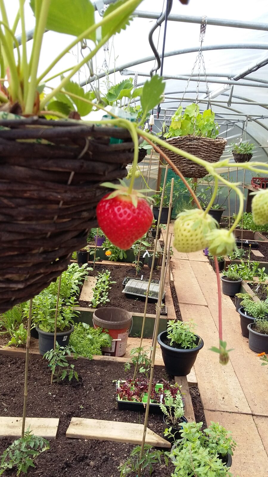 Fresh Produce from our Polytunnel