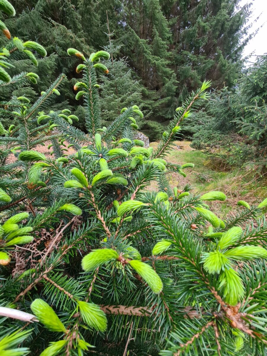 Spruce Tips