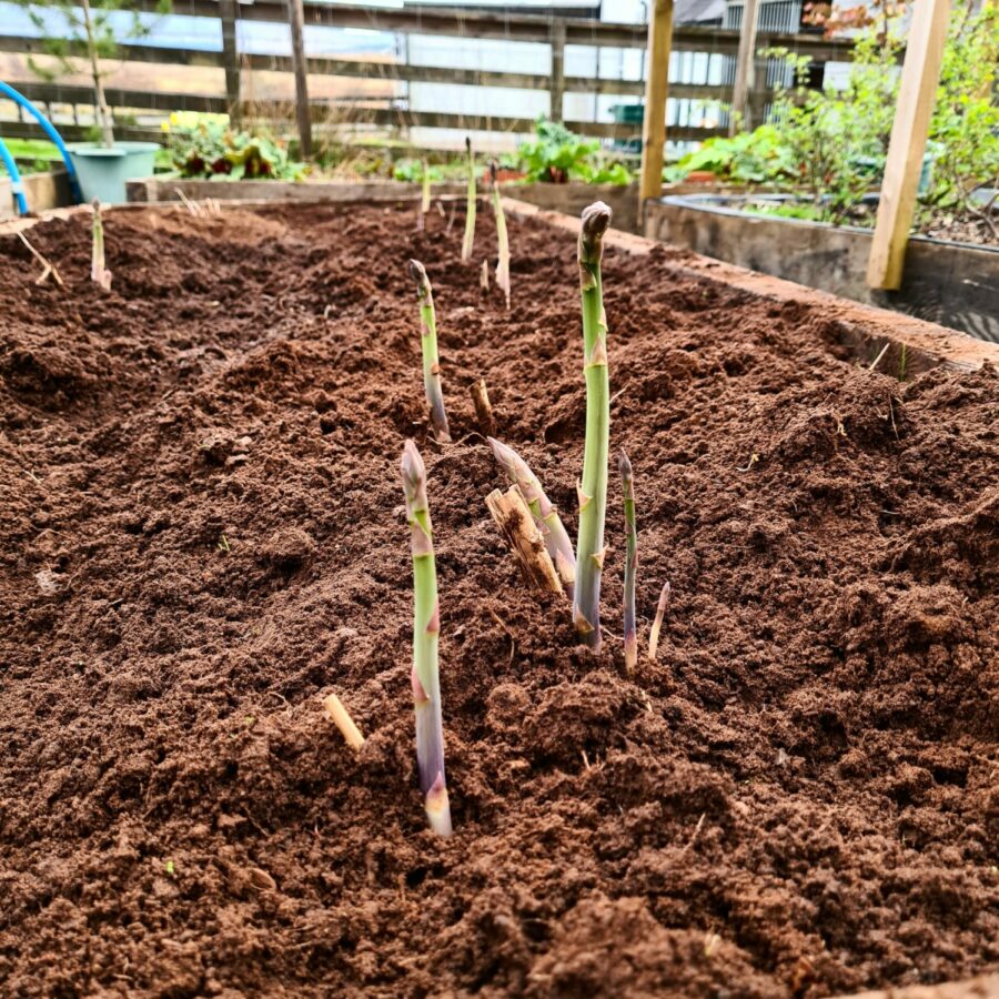 Our Rannoch Asparagus