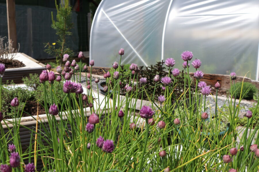 Kitchen Garden