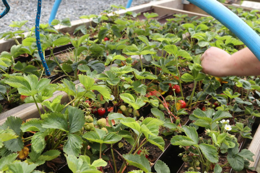 Fresh Berries