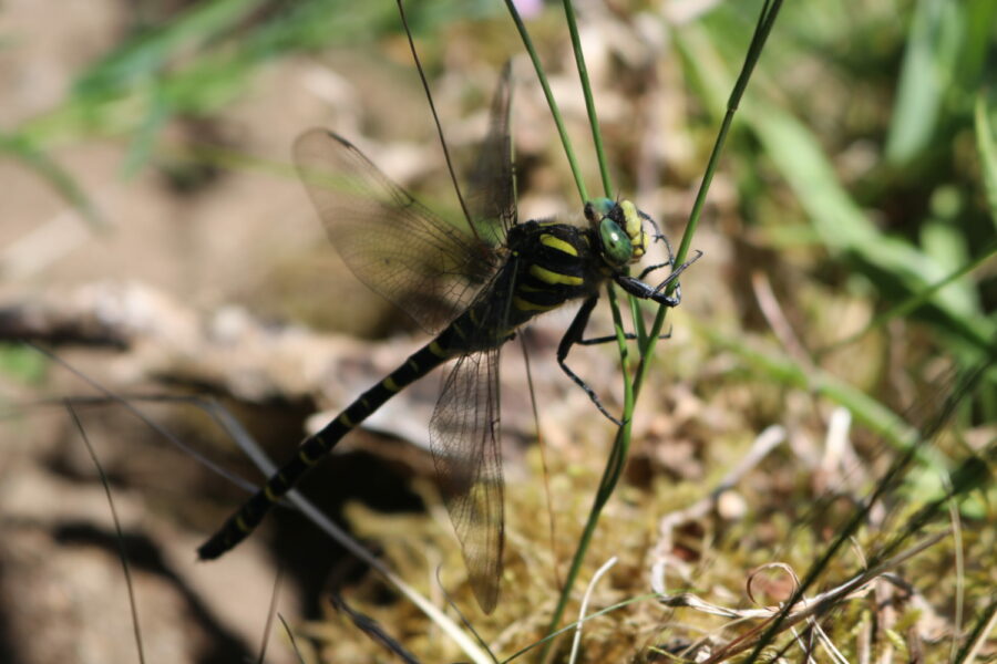 Golden-Ringed Dragonfly