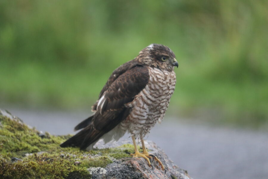 Sparrowhawk