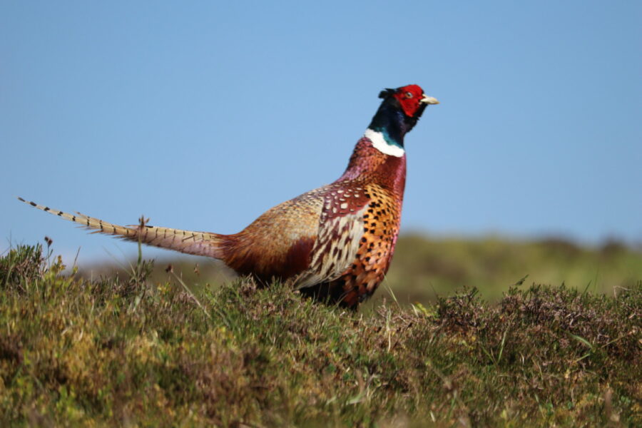 Colourful Pheasants