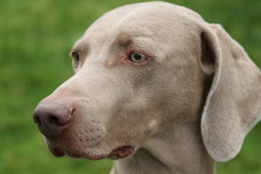 Wallace Weimaraner