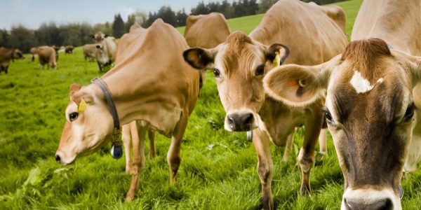 Grahams Family Dairy Grahams Family Dairy