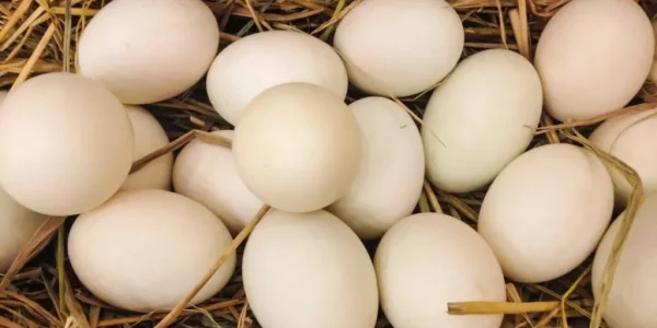 duck-eggs-on-the-hay-1024x597.jpg